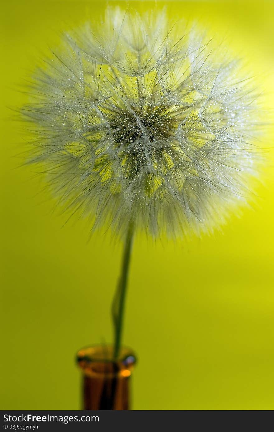 Dandelion with drop water