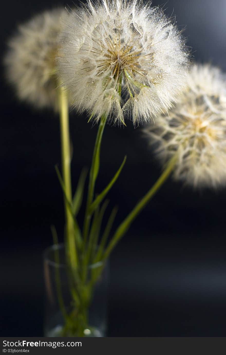 Beautiful dandelions on the black background