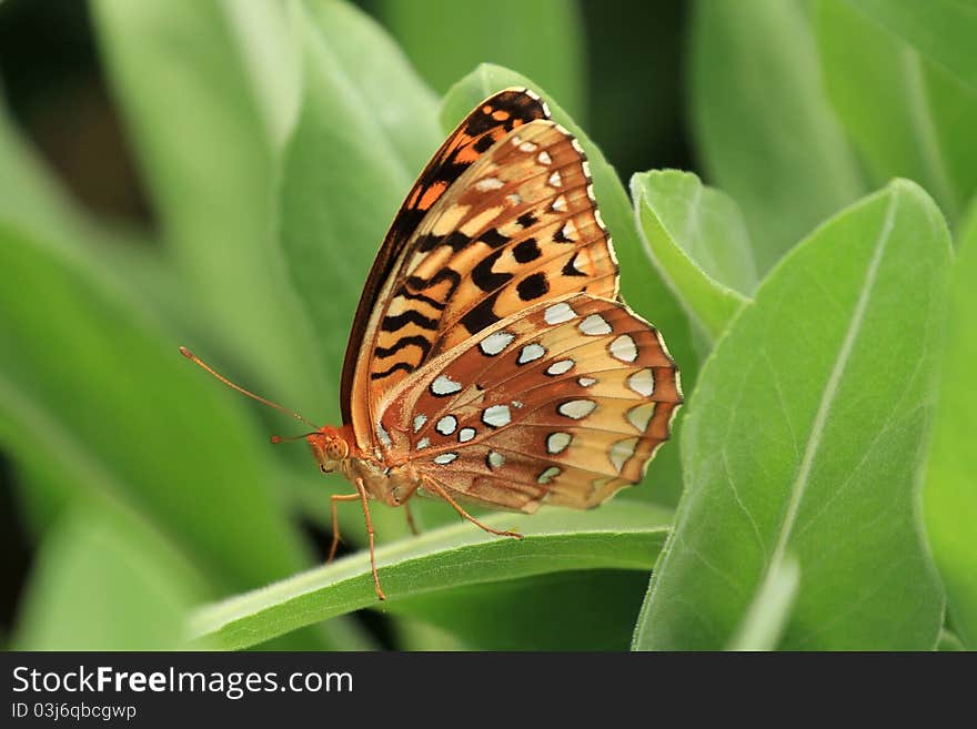 Orange Butterfly