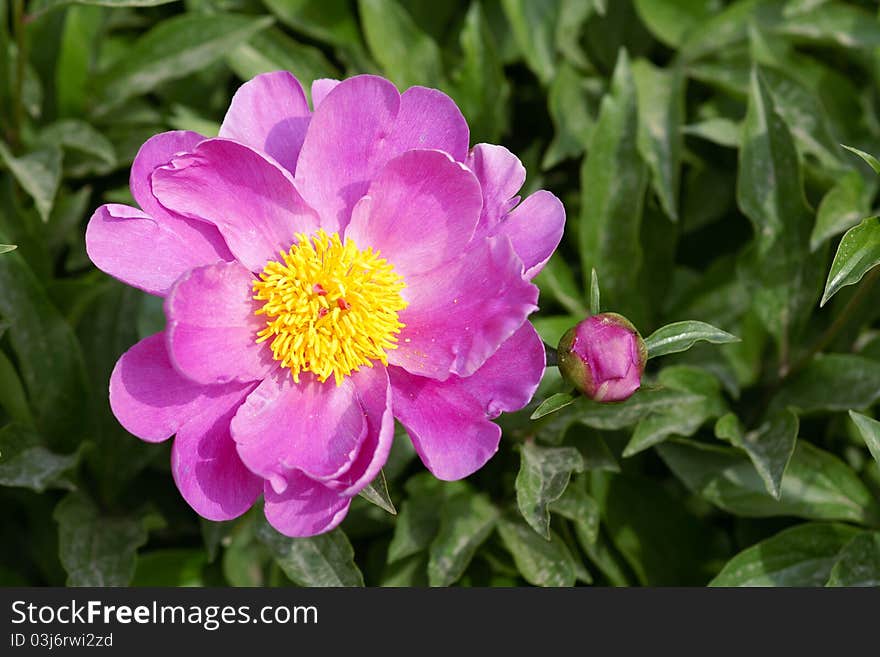 Peony flower