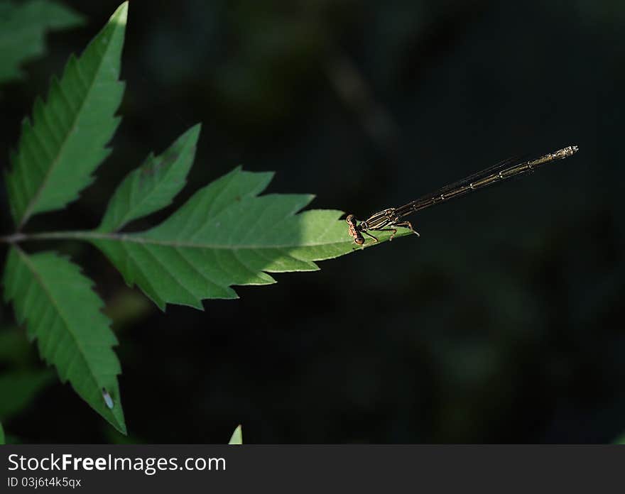 The damselfly stops in the plant leaf's terminal