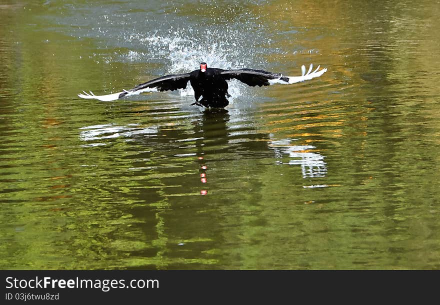 On the surface of the water to run on the fly black swan