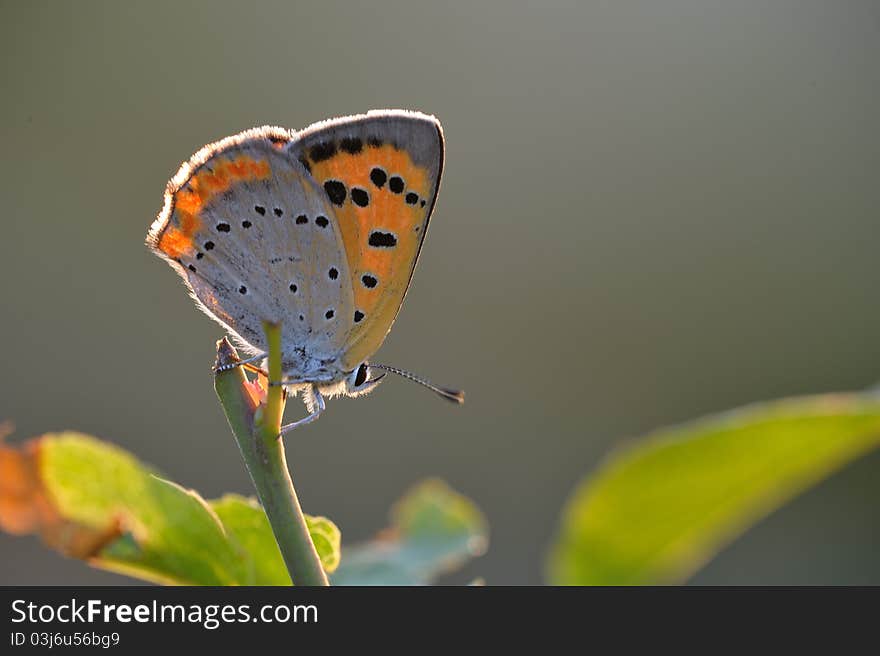 The colorful butterfly