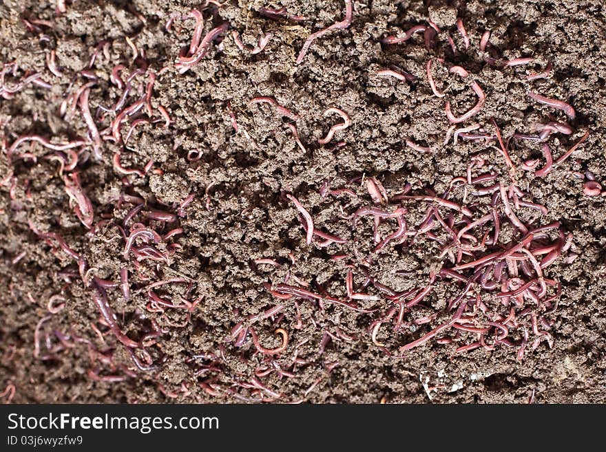 Worm lumbricus rubellus and soil, vermikompos. Worm lumbricus rubellus and soil, vermikompos