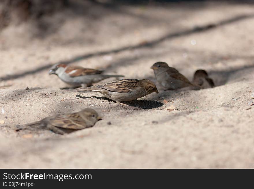 The flock of sparrows