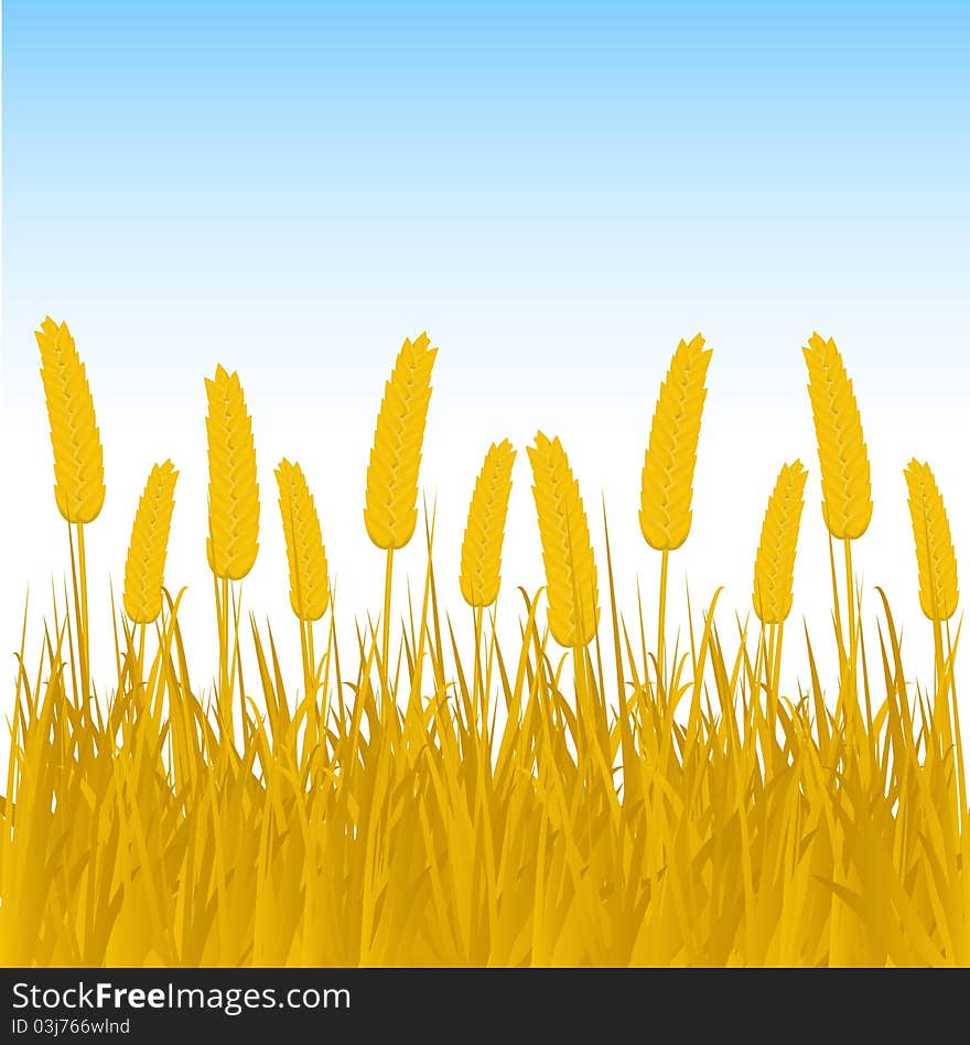 Cornfield Background