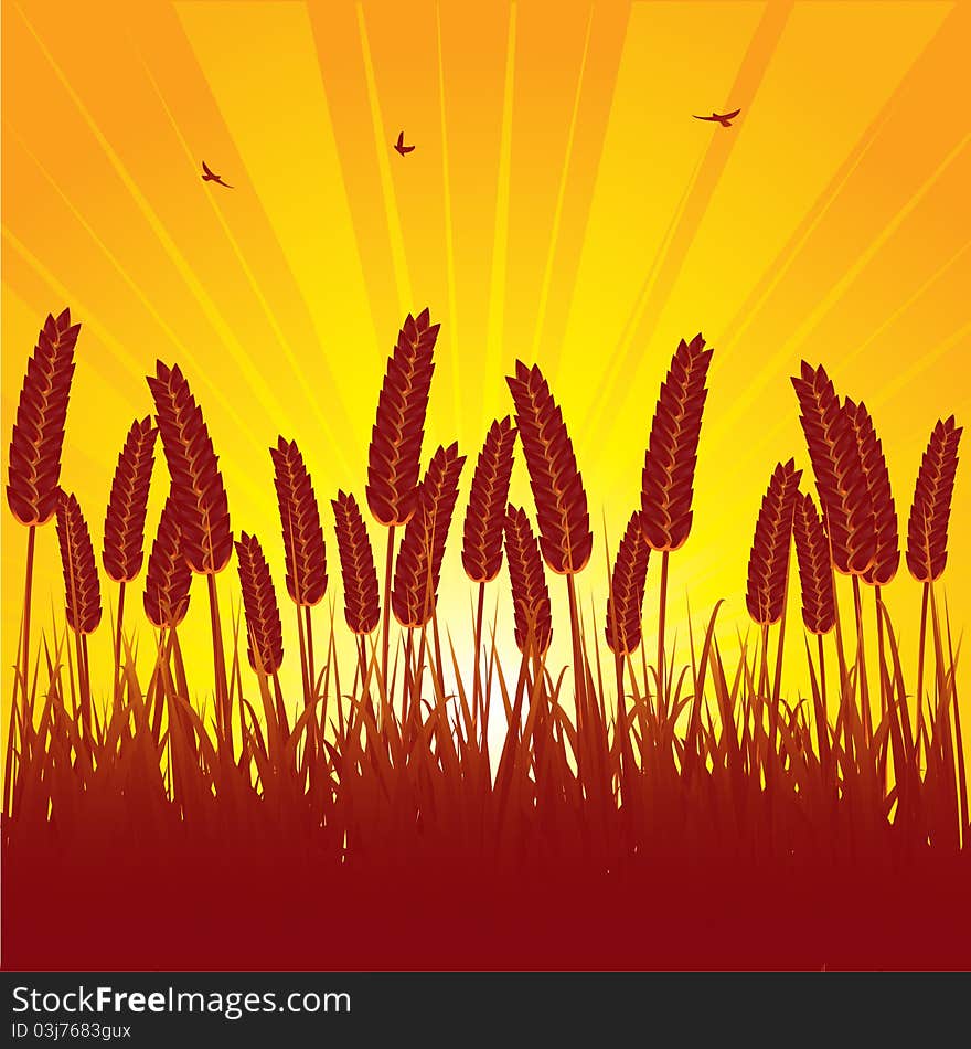 Corn or cereal silhouetted against a setting sun with birds flying in the sky. Corn or cereal silhouetted against a setting sun with birds flying in the sky