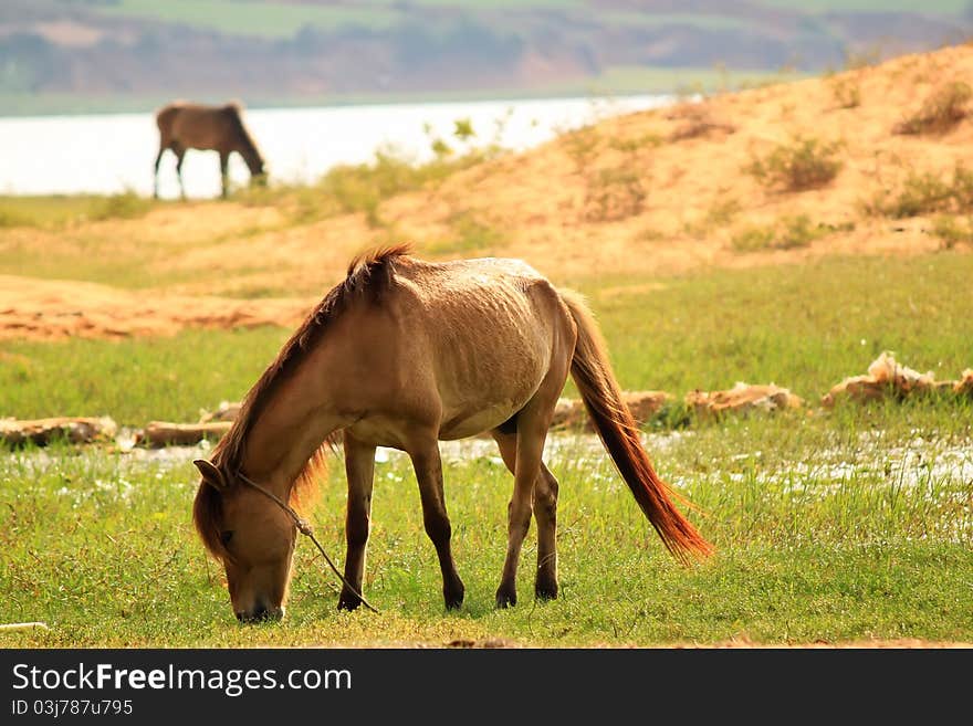 Photo of a horse on meadow