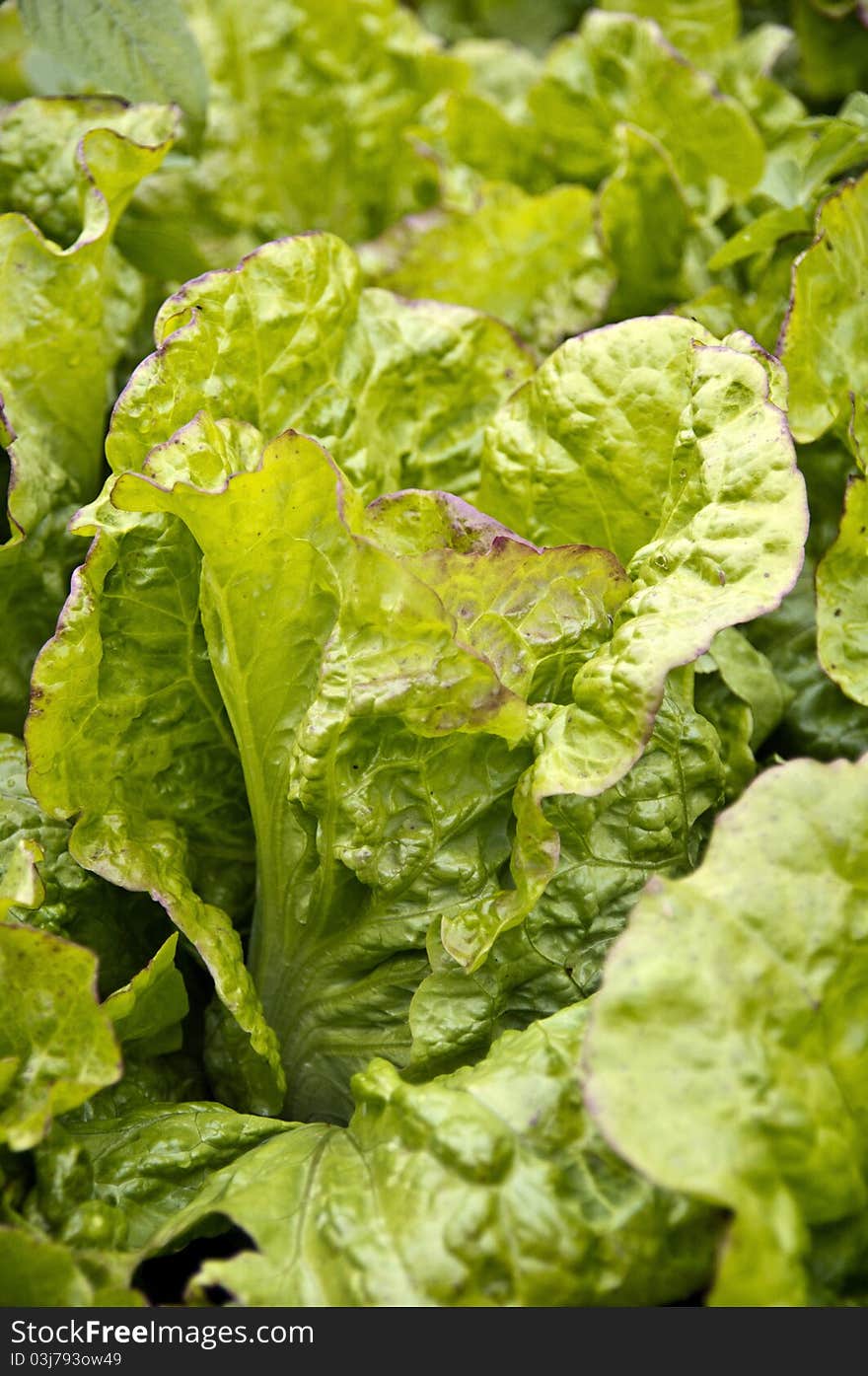 Amazing lettuce in the land with great colors and a fresh look