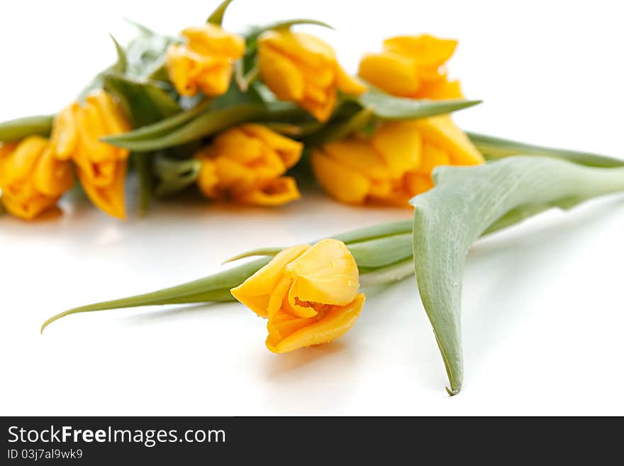 Yellow spring tulips