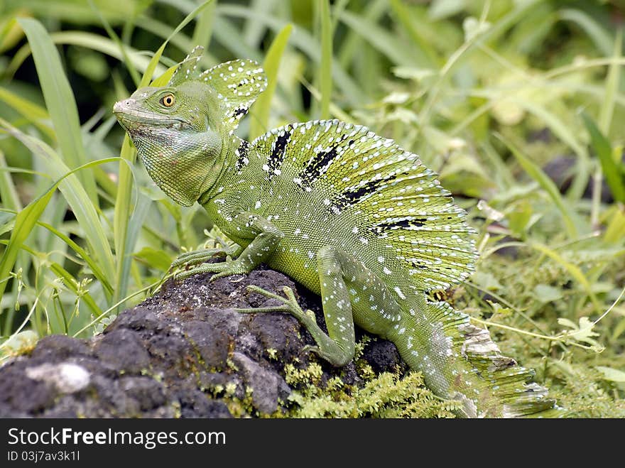 Crista jesus lizard