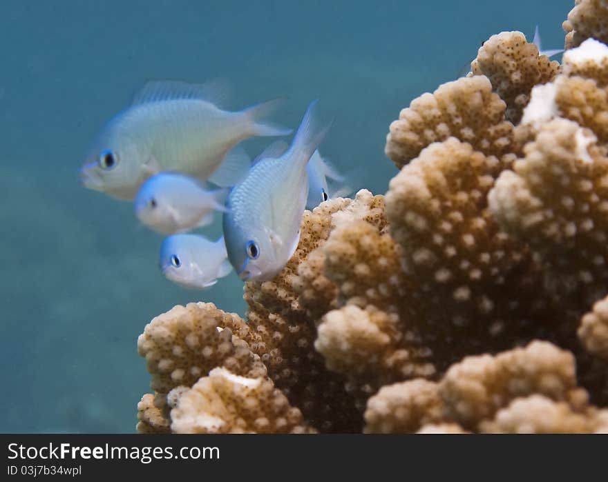 Blue-Green Chromis