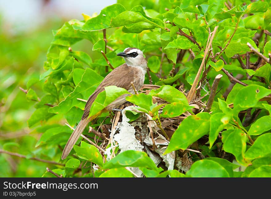 Yellow Vented Bulbul