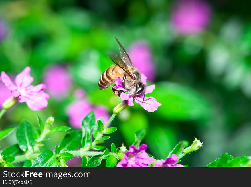 A closeup of bee collecting nectar and pollinating flowers. A closeup of bee collecting nectar and pollinating flowers