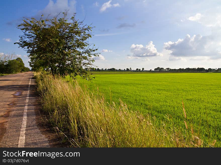 Paddy Season