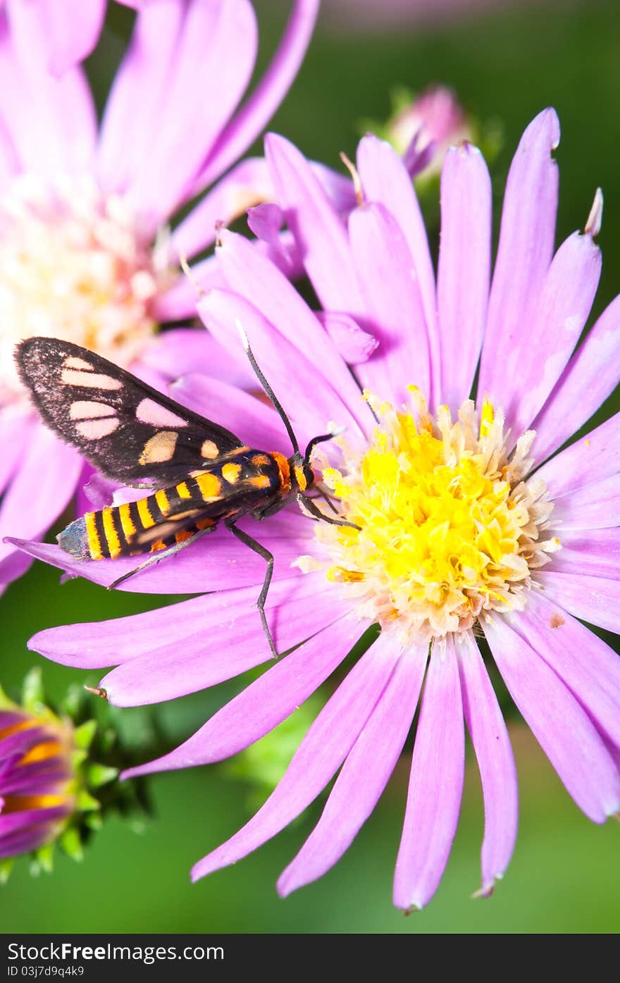 A tiger moth pollination to a purple daisy. A tiger moth pollination to a purple daisy