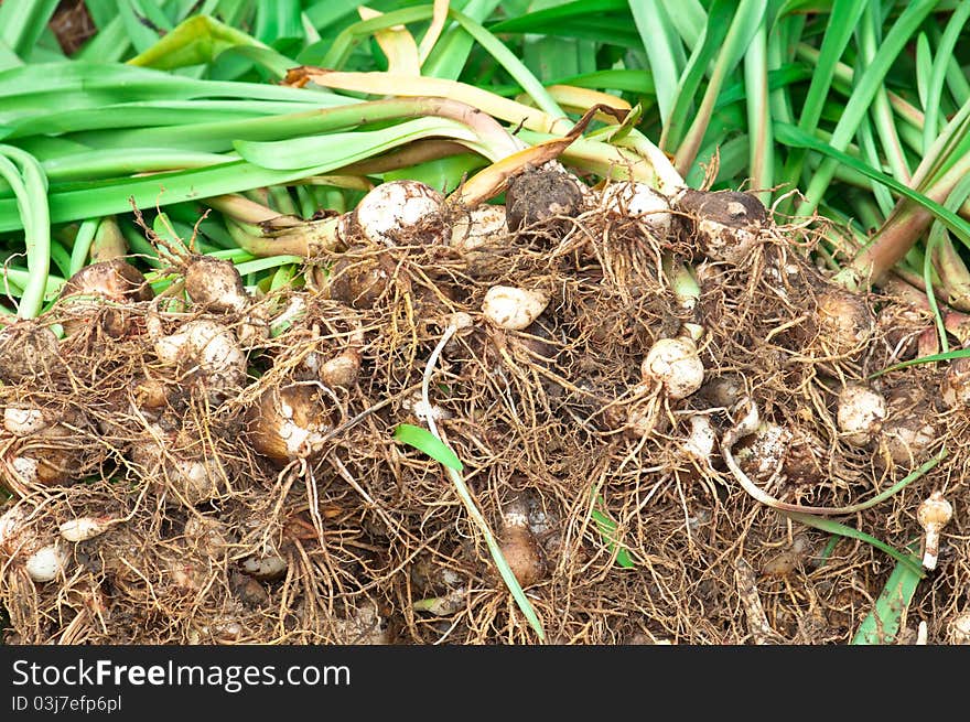 Lilly Root