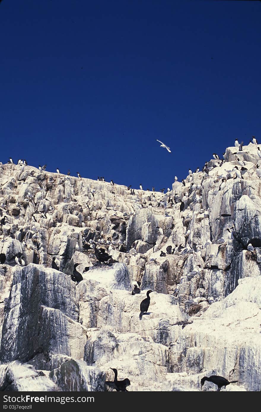 Seabird colony Farne Island UK