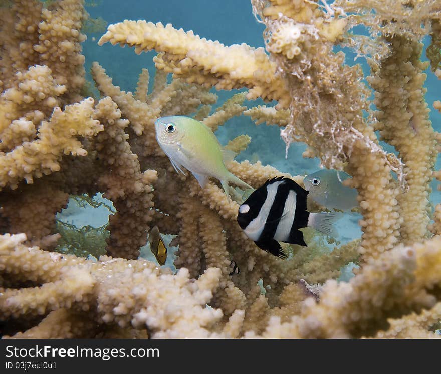 Blue-Green Chromis and Humbug between Stag Horn Coral in the Coral Gardens, Bora Bora Lagoon. Blue-Green Chromis and Humbug between Stag Horn Coral in the Coral Gardens, Bora Bora Lagoon