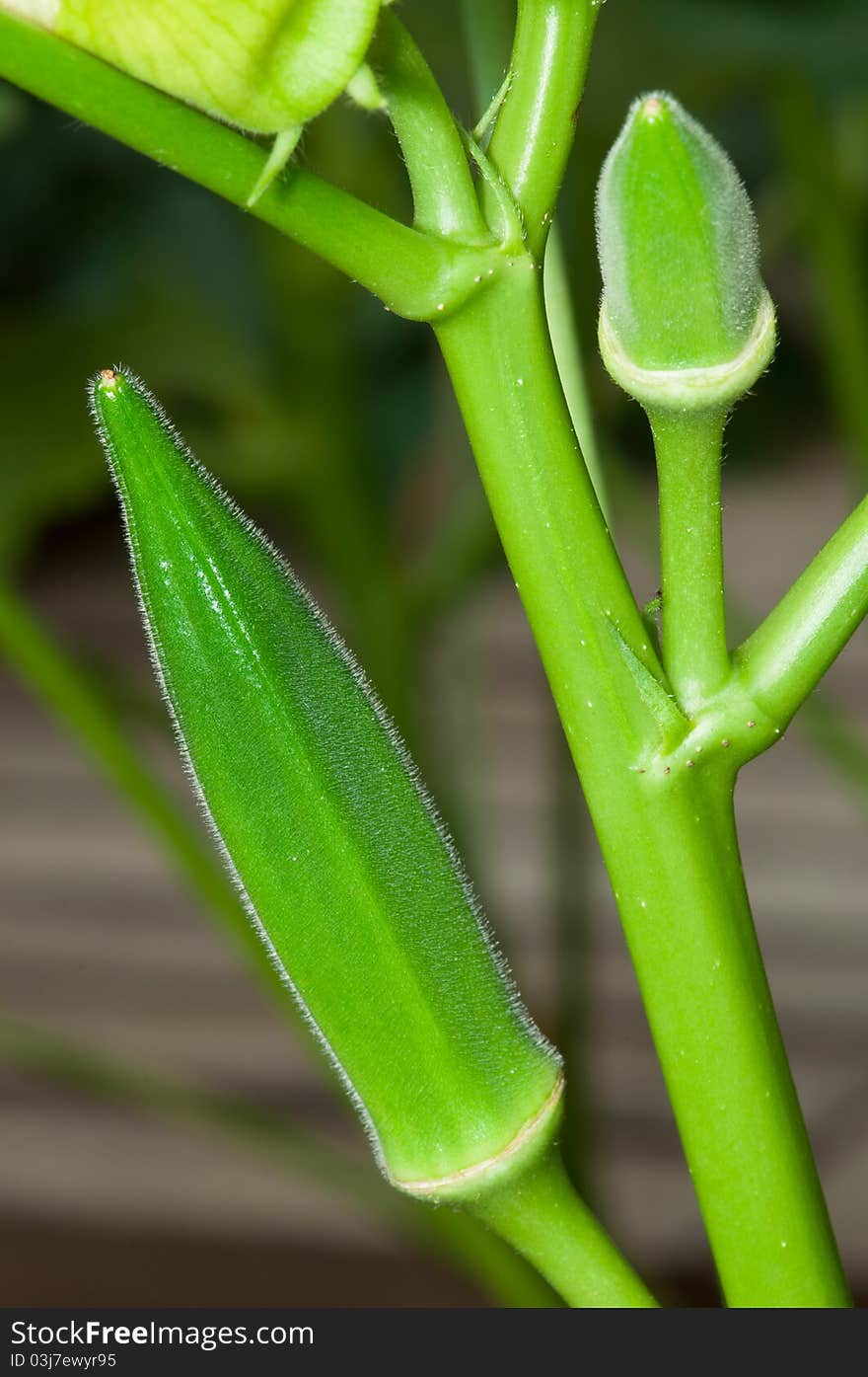 A portrait of green organic lady finger