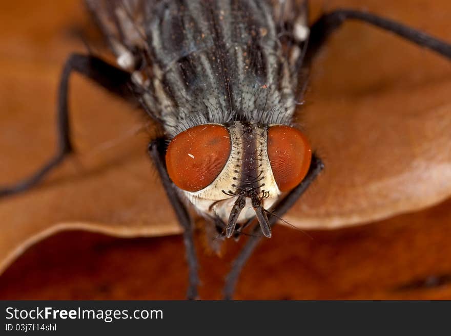 Fly on a leaf