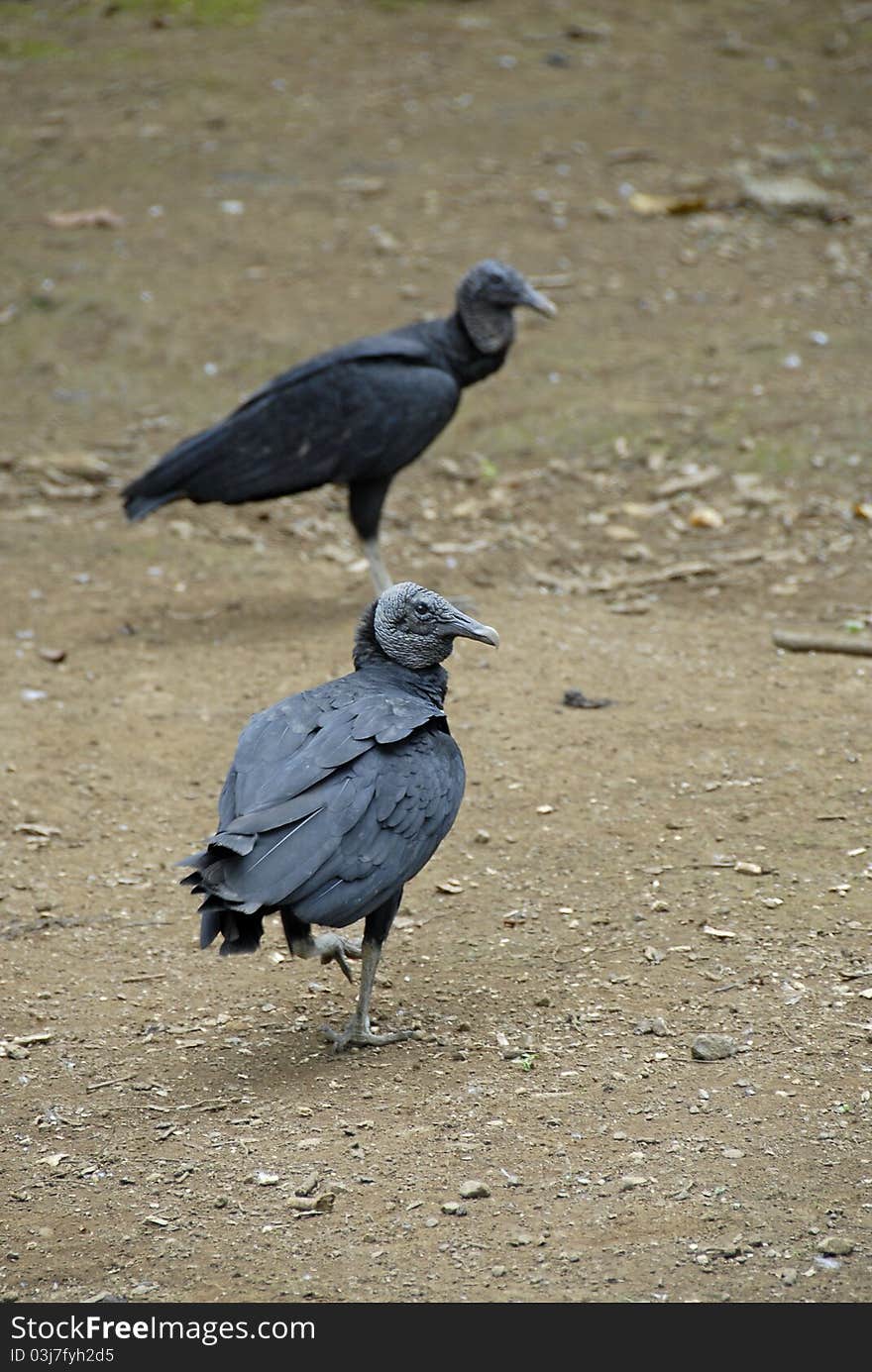 Vulture birds on sand, costa rica