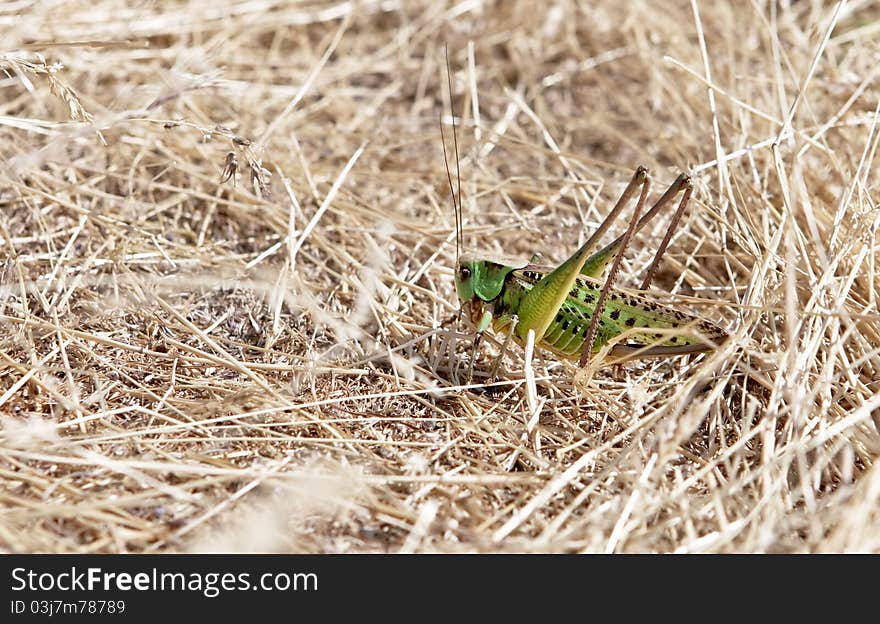 Locusts.