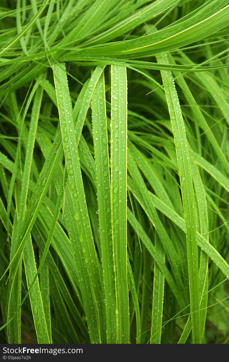 Grass after rain