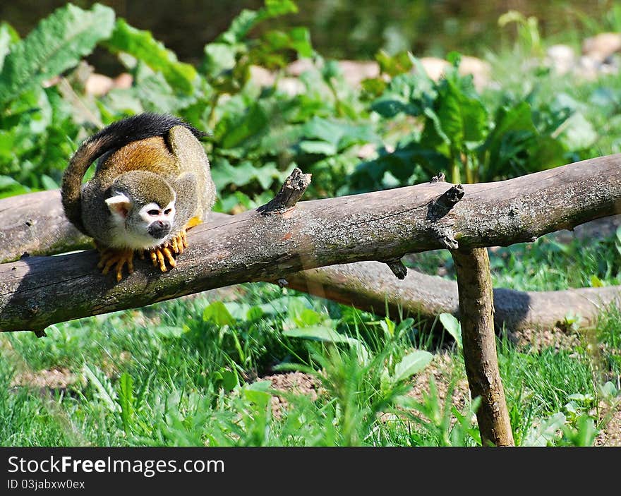 Common squirrel monkey resting on the branch