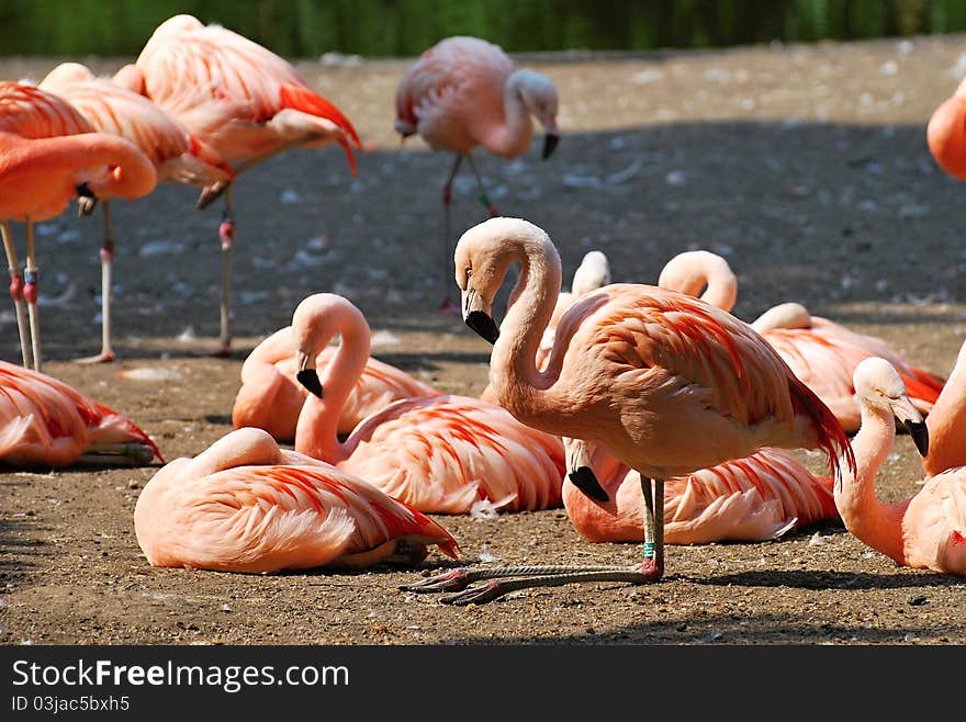 Chilean Flamingos