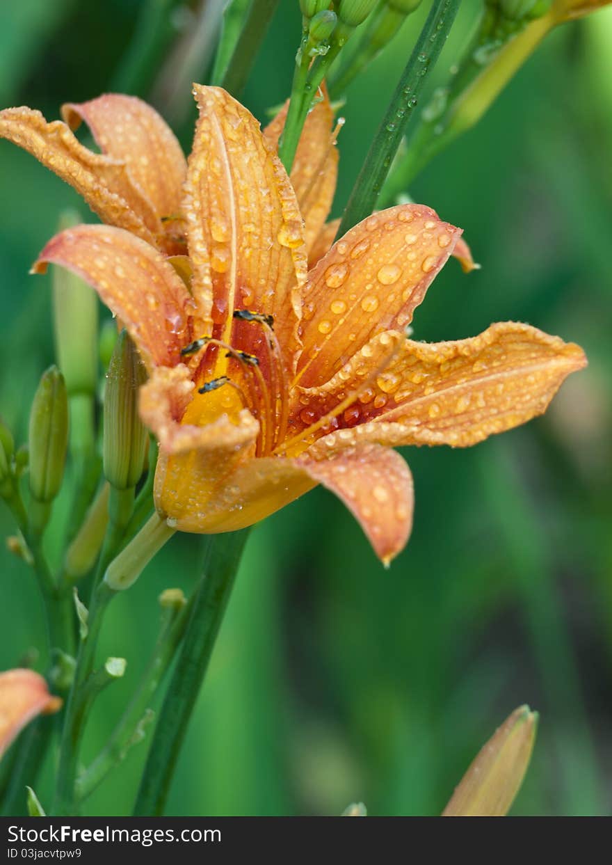 Yellow and red flower