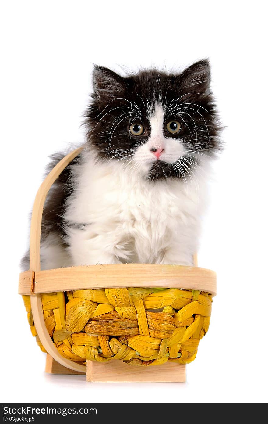 Kitten on a white background in a basketpresent. Kitten on a white background in a basketpresent