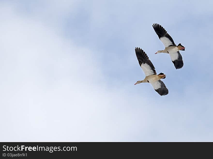 Two gooses in the air. Shot in Gilze (The Netherlands) in the winter. Two gooses in the air. Shot in Gilze (The Netherlands) in the winter.