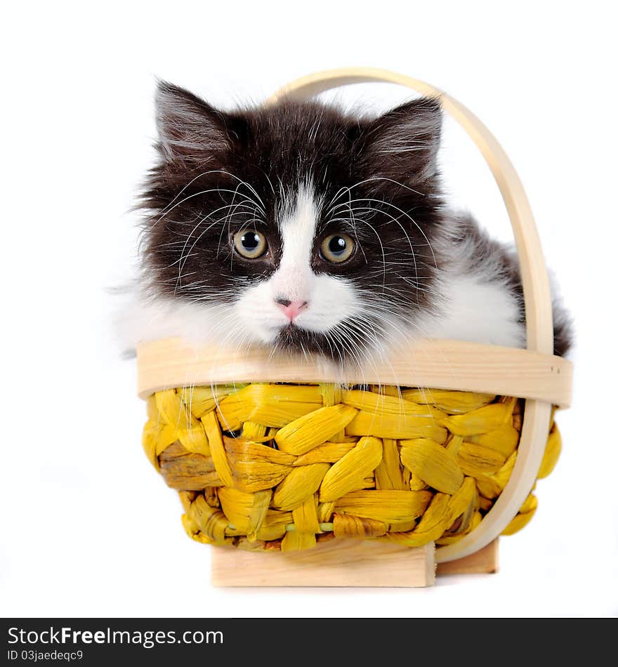 Kitten on a white background in a basket. Kitten on a white background in a basket