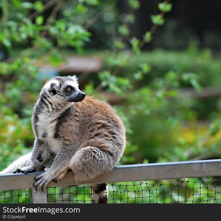 Ring-tailed lemur in captivity. Ring-tailed lemur in captivity