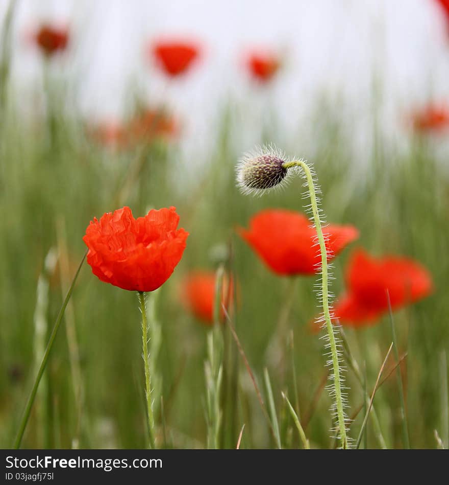 Flower of poppy in a field in summer