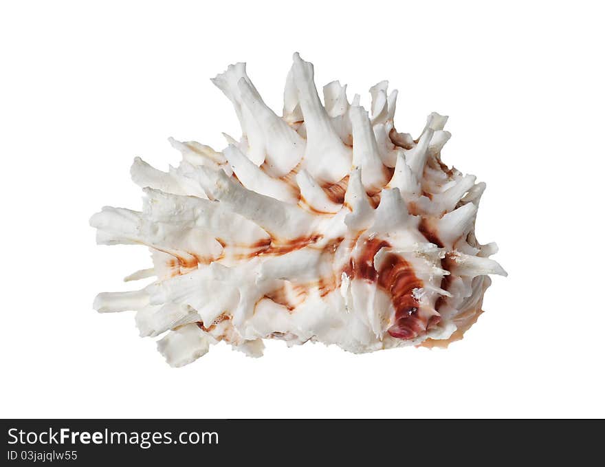 Sea cockleshell on a white background