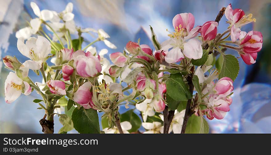 Branch with flowers and blossoms of apple