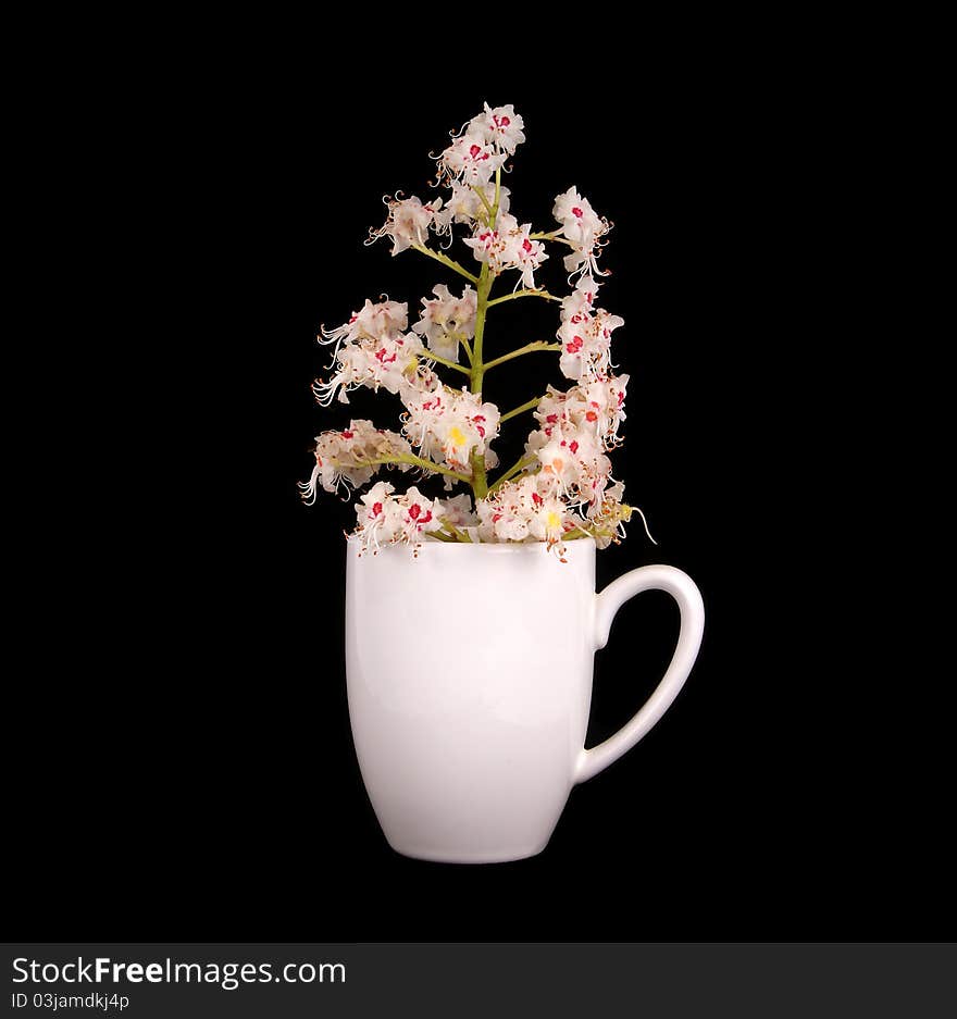 Horse chestnut flower in a vase on a black background