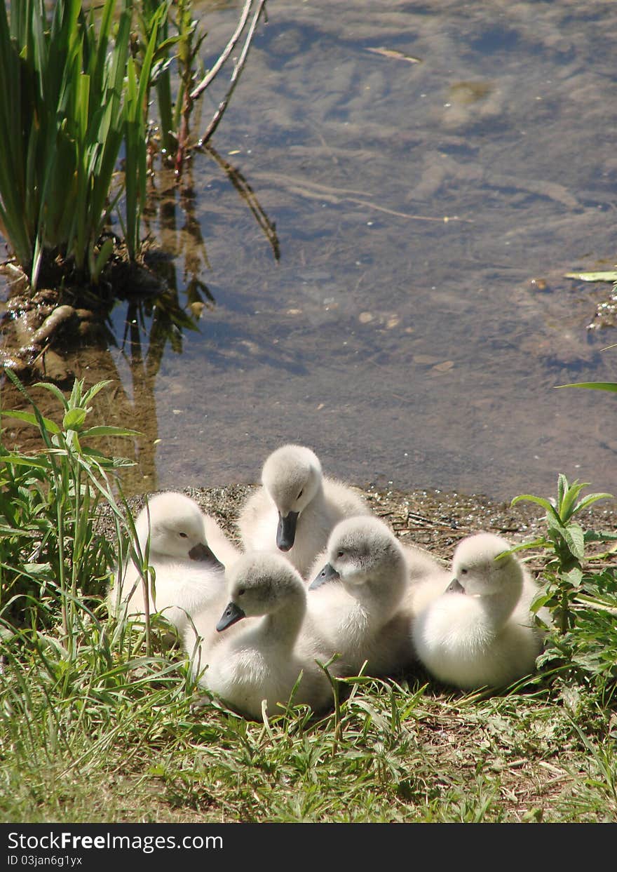 Young swans on a lake