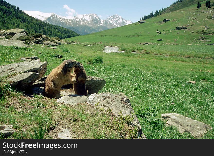 Two marmots kissing in front of snowcapped moutains in french alps. Two marmots kissing in front of snowcapped moutains in french alps