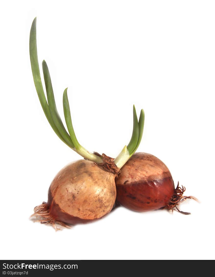 Two bulbs