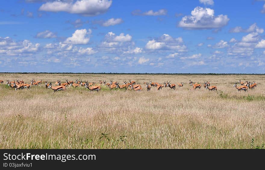 Group Of Gazelle