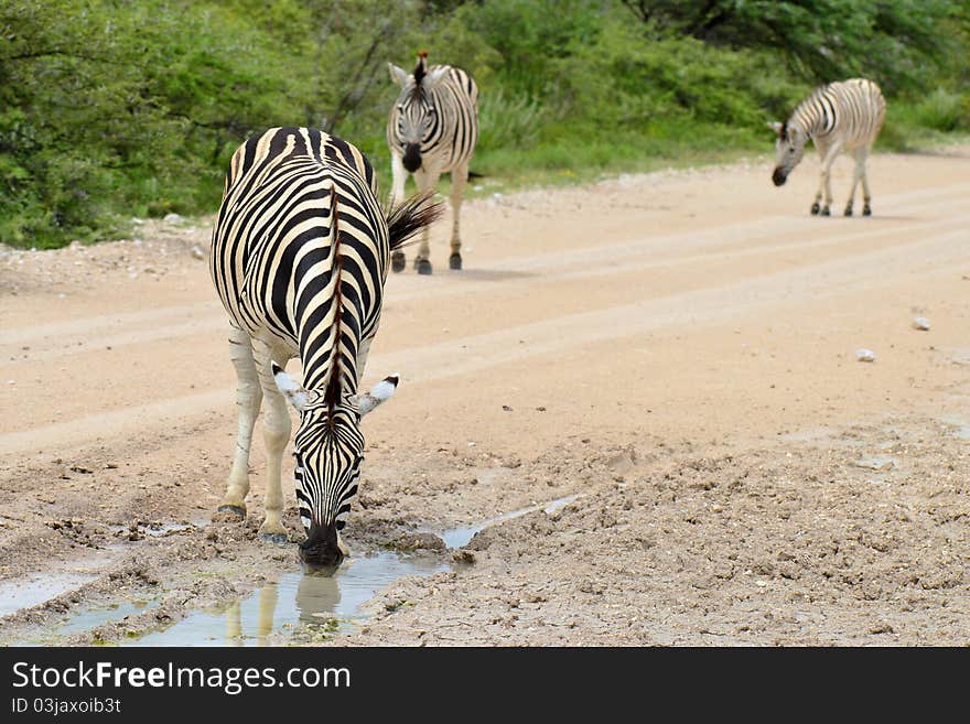 Zebra in Etosha national park,Namibia. Zebra in Etosha national park,Namibia.