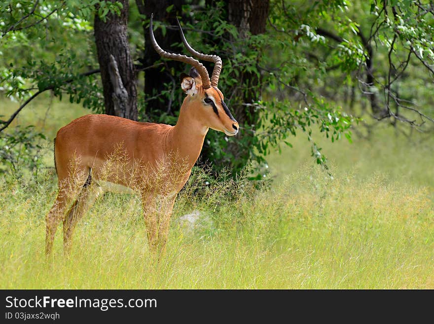 Rare black-headed impala in Etosha national park in Namibia. Rare black-headed impala in Etosha national park in Namibia.