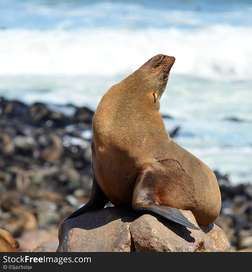 Colony of seals in Namibia seacoast, Cape cross location. Colony of seals in Namibia seacoast, Cape cross location.