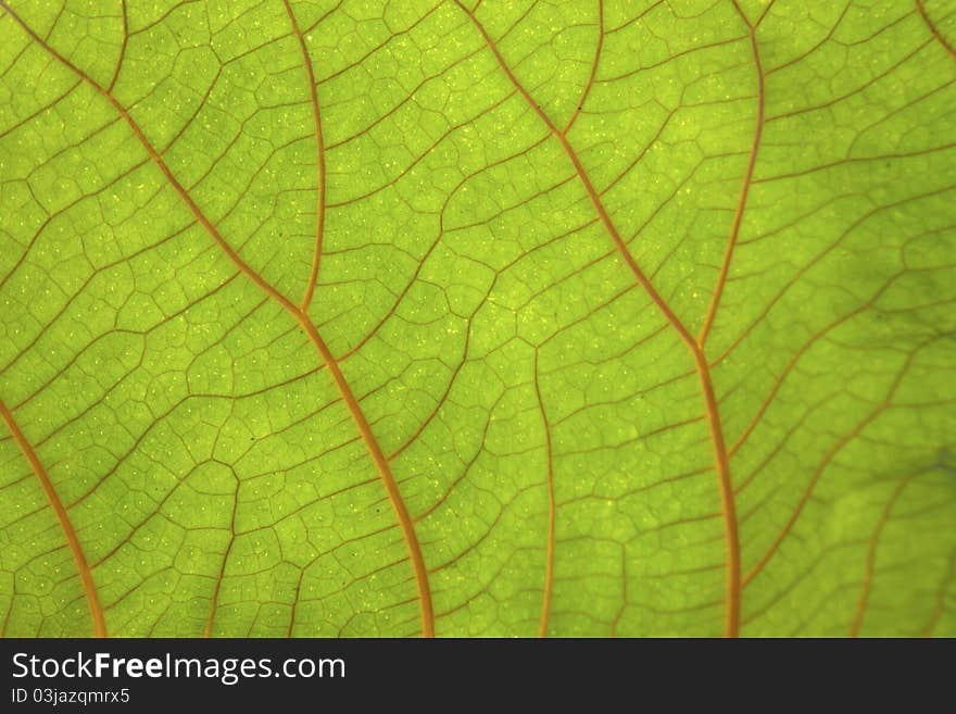 Detail shot of leaf and its veins. Detail shot of leaf and its veins