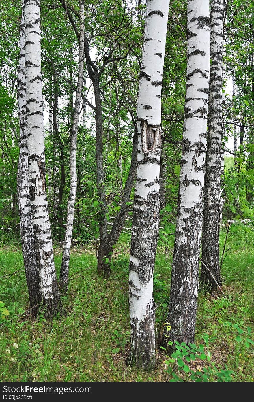 Birch forest in summer time