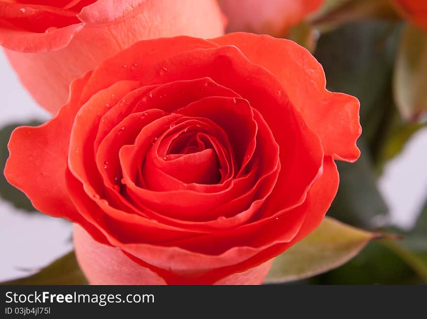 Bouquet Of Red Roses