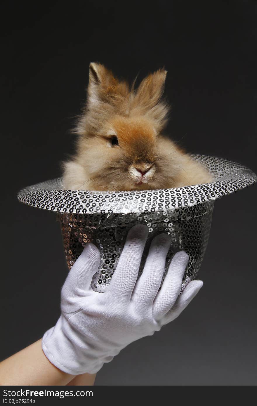 Rabbit In The Hat